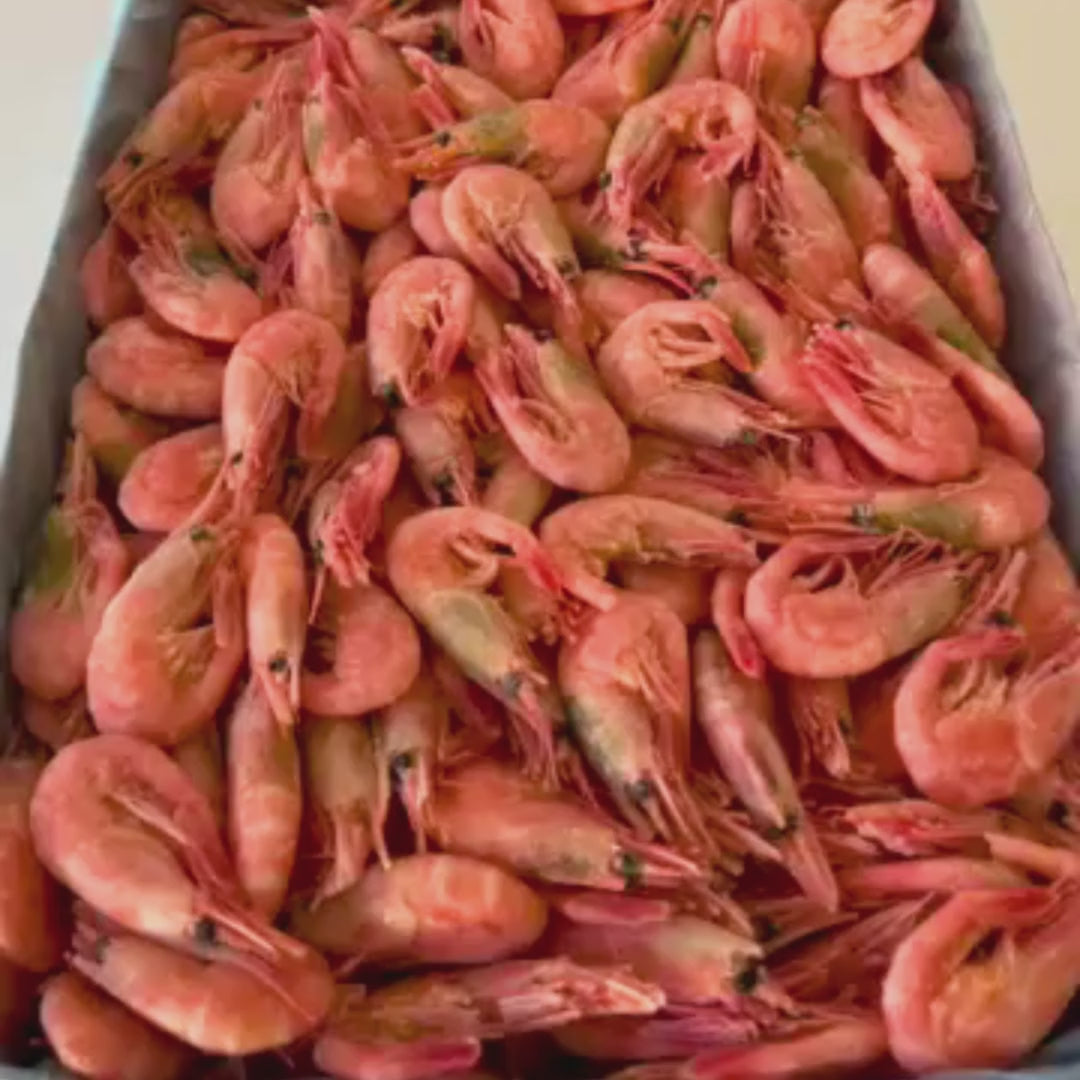 Video som visar MSC-märkta räkor 70/90 från Barents hav - hållbart fiskade och fräscha, FDELI